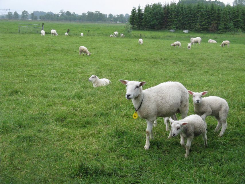Lams-, kalfs-, en paardenvlees