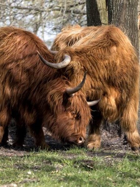 Schotse hooglanders