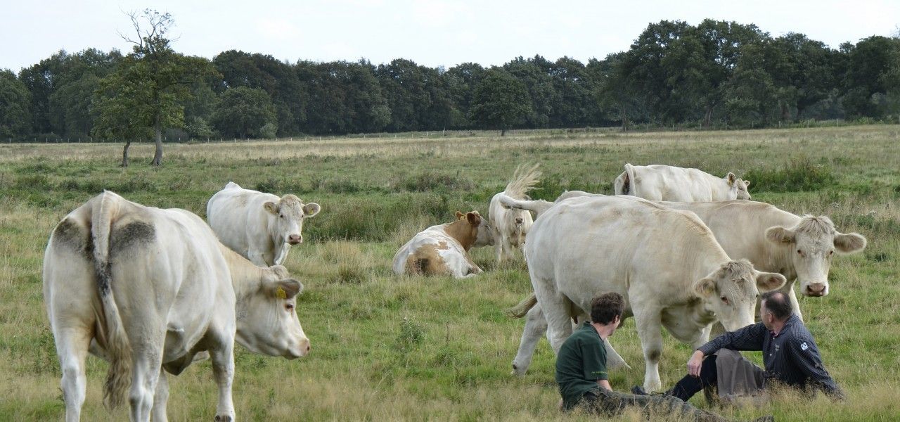 Exclusieve leverancier van Natuurkoe!